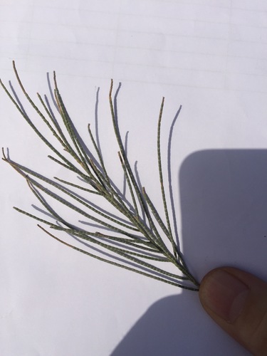Tamarix aphylla