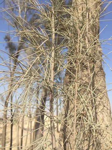 Tamarix aphylla