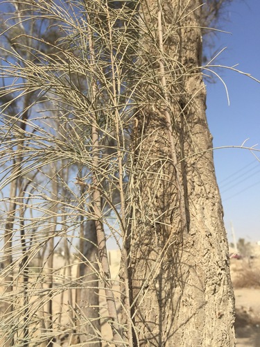 Tamarix aphylla
