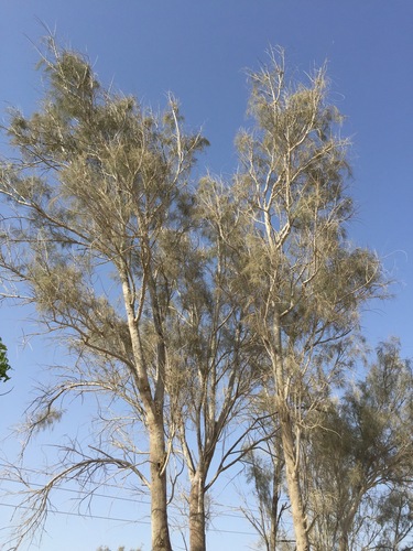 Tamarix aphylla