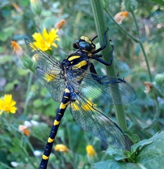 Cordulegaster picta