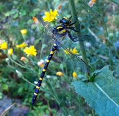 Cordulegaster picta