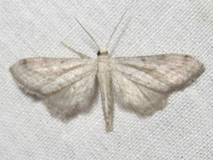 Euacidalia