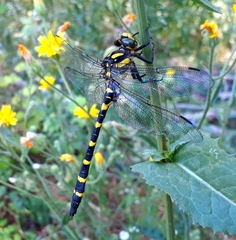 Cordulegaster picta