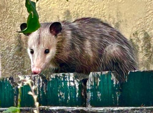 Opossum