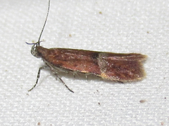 Eudactylota iobapta