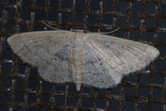 Scopula personata