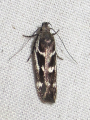 Filatima