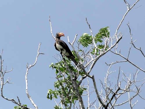 Crowned Hornbill