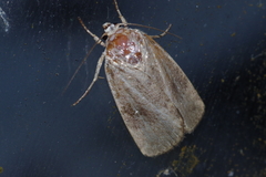 Athetis stellata