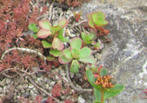 Phedimus aizoon iNat (2)