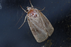 Athetis stellata