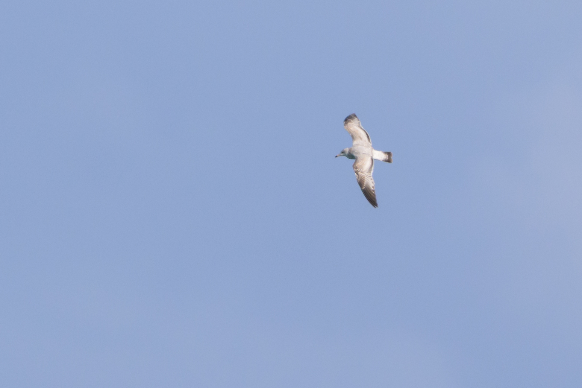 Ring-billed Gull