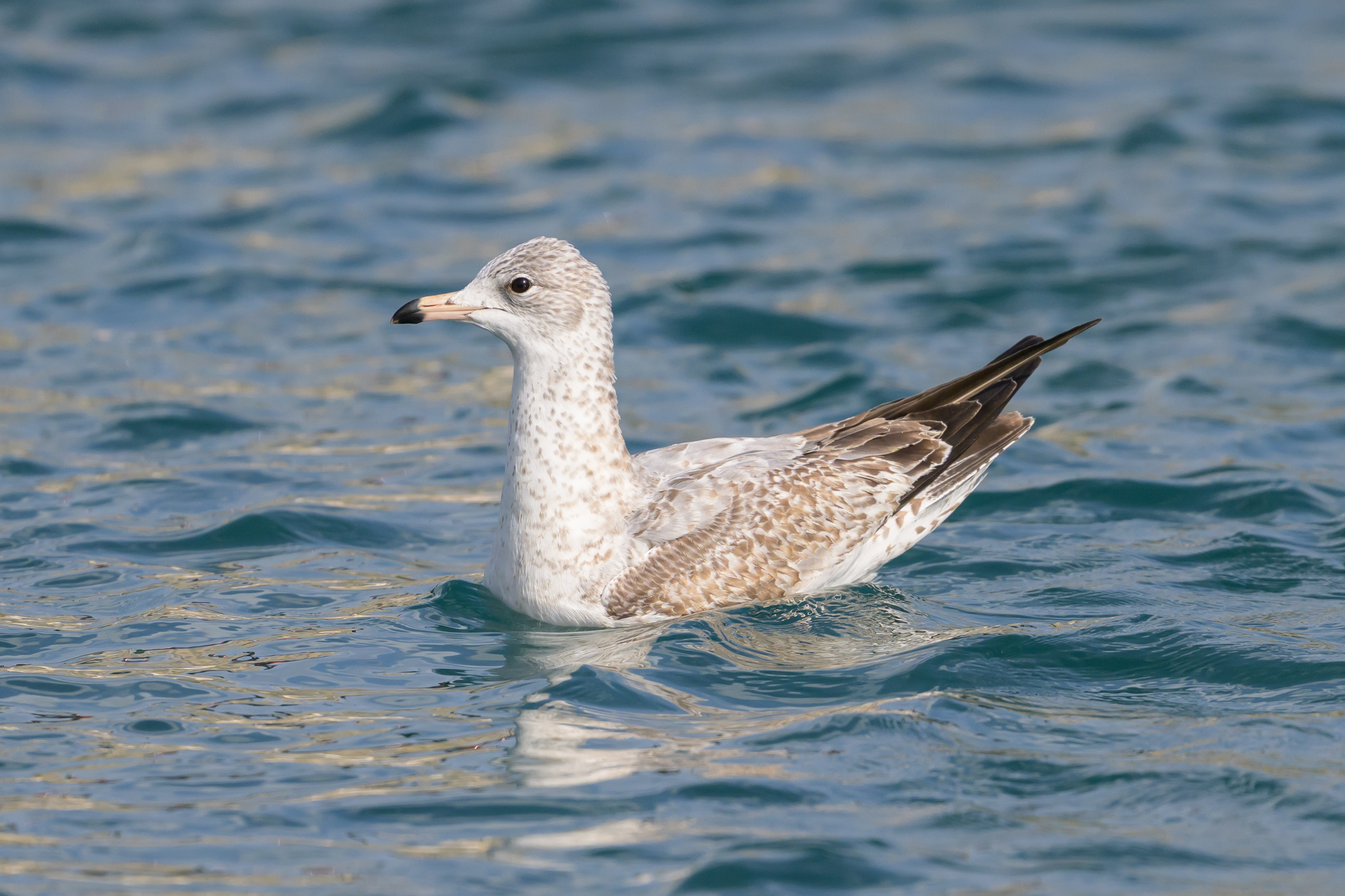 Ring-billed Gull