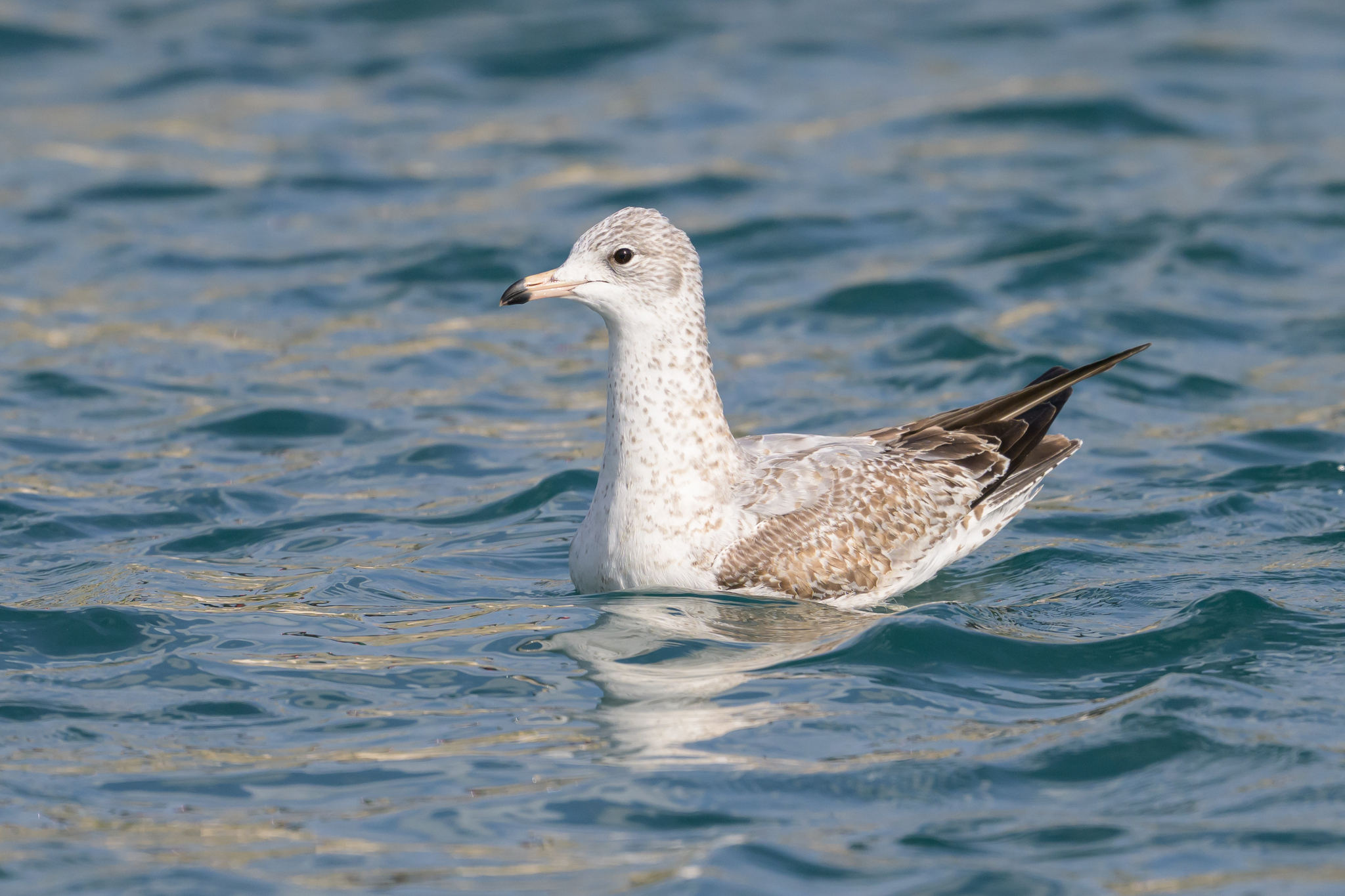 Ring-billed Gull