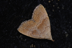 Polypogon ryukyuensis