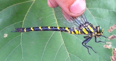 Cordulegaster picta