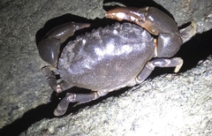 オオイソオウギガニ