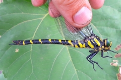 Cordulegaster picta