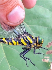 Cordulegaster picta