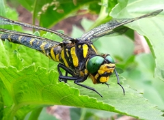 Cordulegaster picta