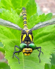 Cordulegaster picta