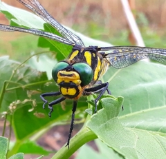 Cordulegaster picta