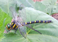 Cordulegaster picta