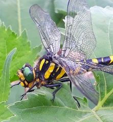 Cordulegaster picta