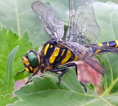 Cordulegaster picta