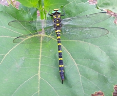 Cordulegaster picta