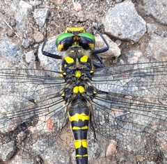 Cordulegaster picta