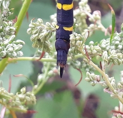 Cordulegaster picta