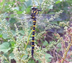 Cordulegaster picta