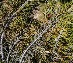 Microcachrys tetragona