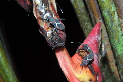 Leptoscelis tricolor