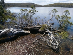 Athrotaxis cupressoides