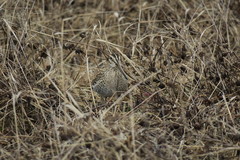 Gallinago