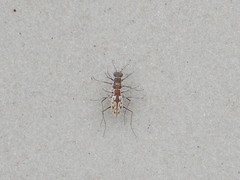 Hypaetha upsilon albicans