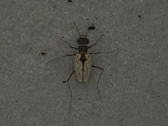 Hypaetha upsilon albicans