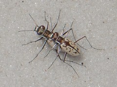 Hypaetha upsilon albicans