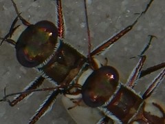 Hypaetha upsilon albicans