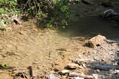 Cordulegaster picta