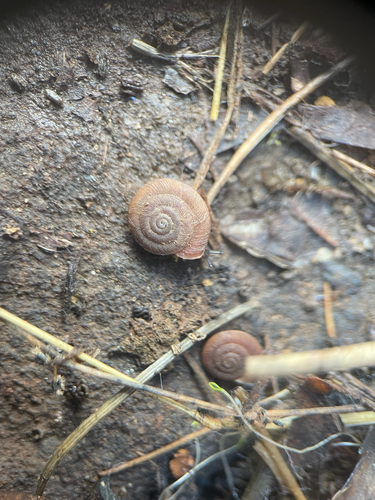 Caracollina lenticula