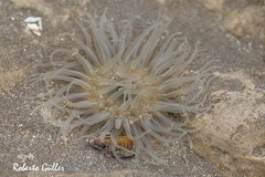 Bunodosoma zamponii