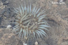 Bunodosoma zamponii