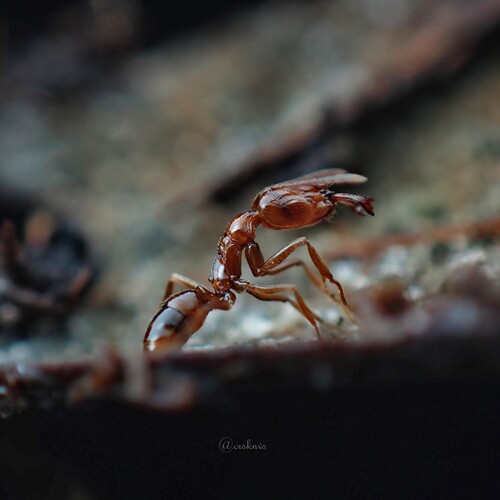 Anochetus schoedliAnochetus schoedli