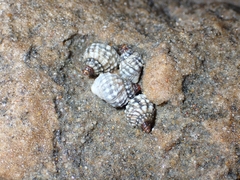 Echinolittorina natalensis