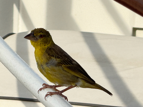 Village Weaver