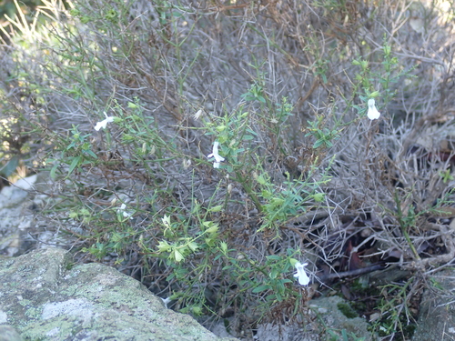 Stachys glutinosa, photograph 3